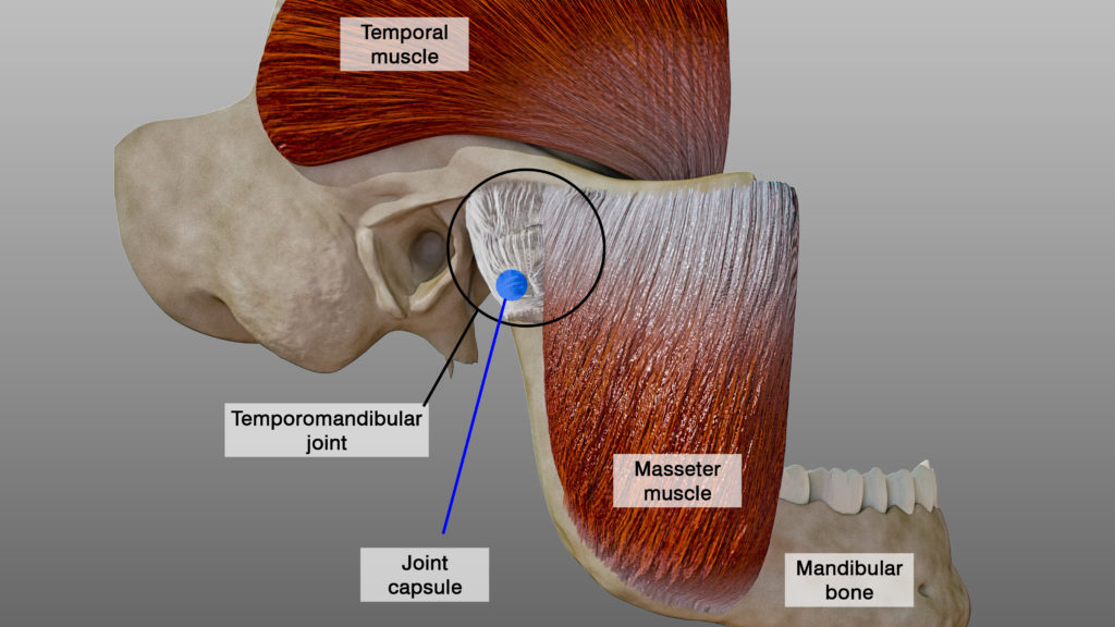 anatomical jaw illustration 