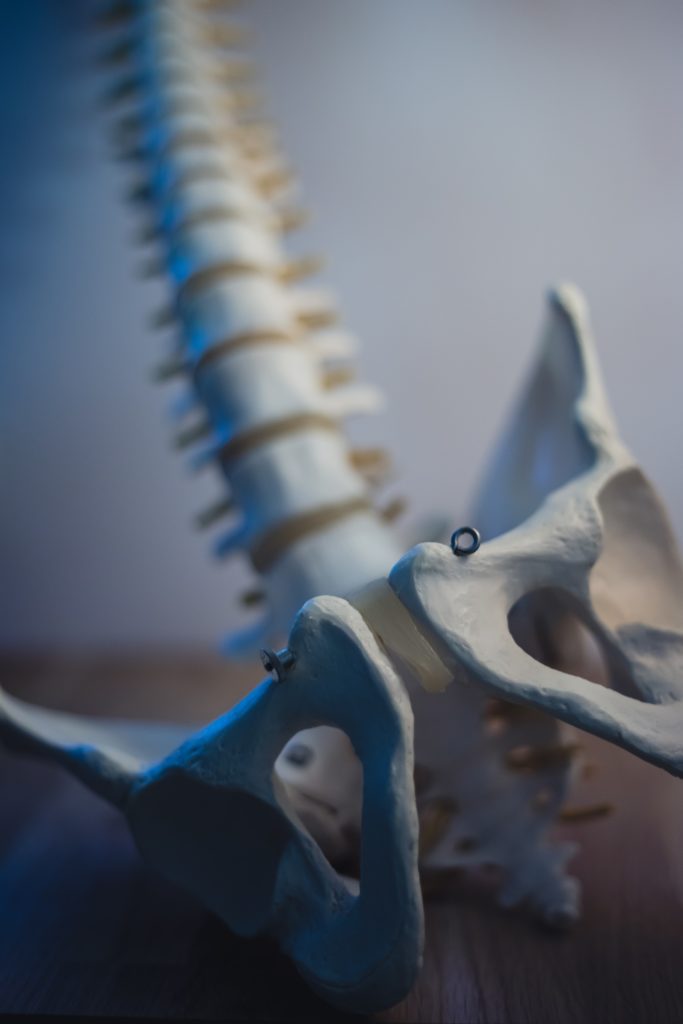 A closeup of a pelvis on a model skeleton
